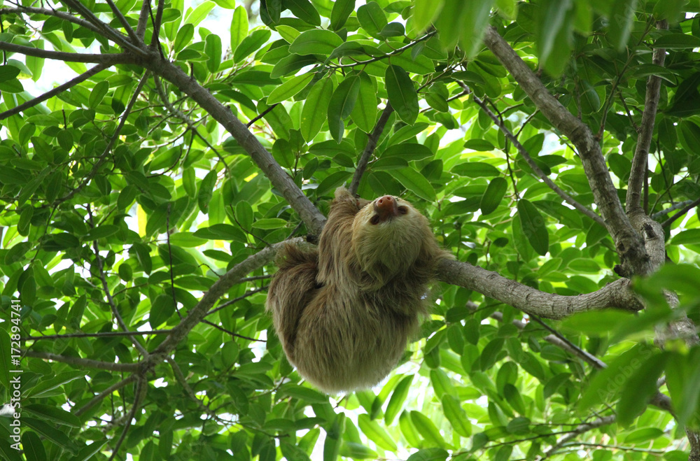 Naklejka premium Sloth in the Jungle of Central America