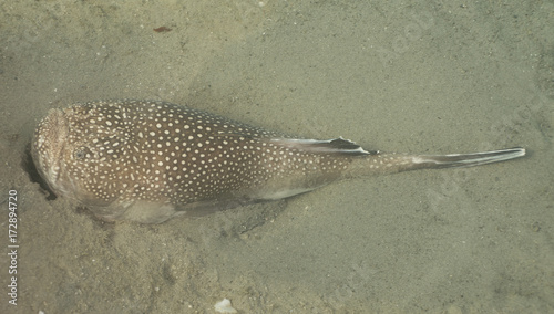 A medium size fish lying in the sand. photo