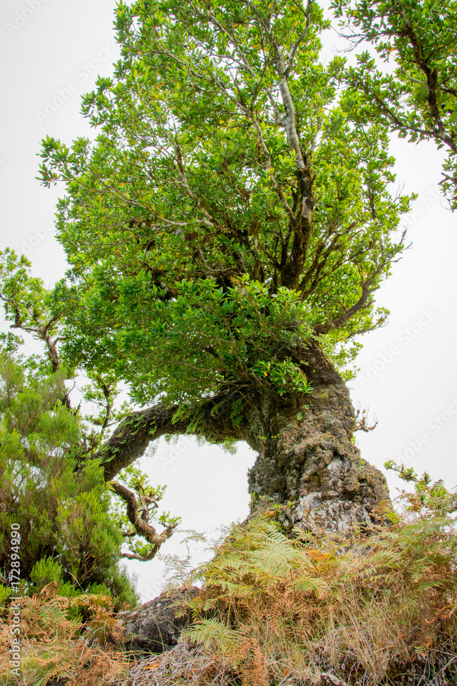 Fototapeta premium Alter Baum steht in saftigem Grün auf Madeira