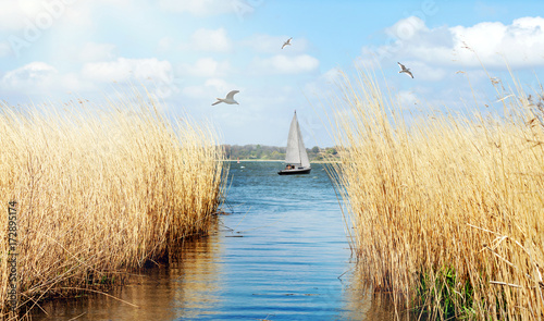 idyllisches Ufer der Schlei bei Schleswig mit Segelboot und Möwen photo