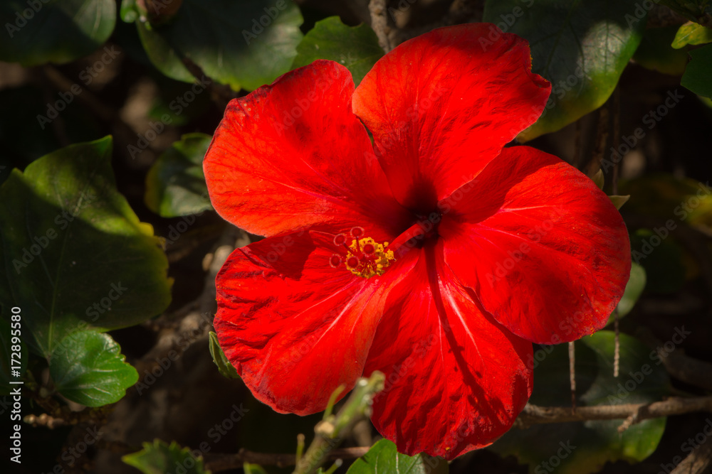 Grosse rote Blume zwischen grünen Blättern Grosse rote Blume zwischen grünen Blättern