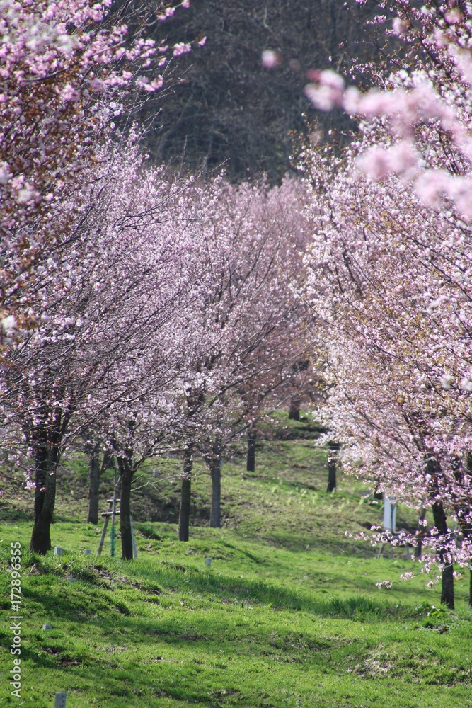 桜峠公園の桜 裏磐梯 北塩原村 Stock Photo Adobe Stock 桜峠公園の桜 裏磐梯 北塩原村 Stock Photo Adobe Stock