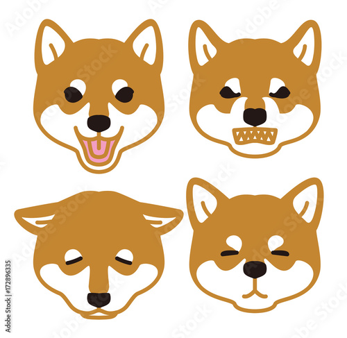 柴犬の表情