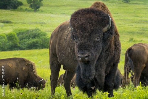 This impressive American Bison Portrait illustrates its sheer size and power. Photographed on the Kansas Maxwell Prairie Preserve.
