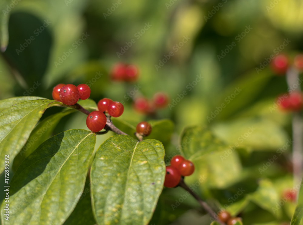 Obraz premium Wild Winterberries