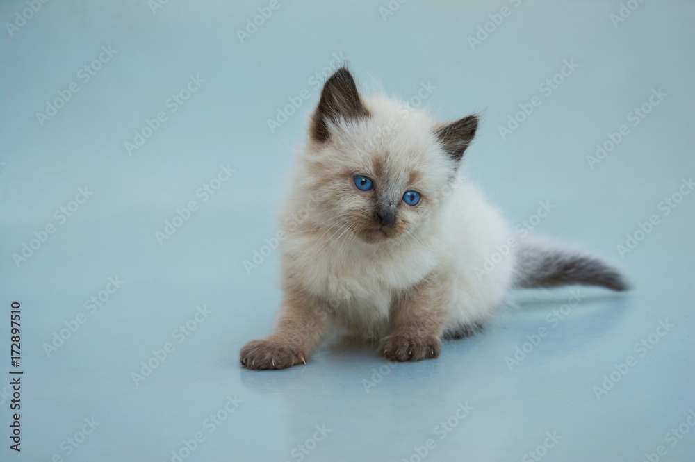 Cute Balinese kitten playing on a gray background