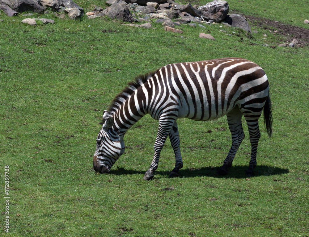 Obraz premium zebra