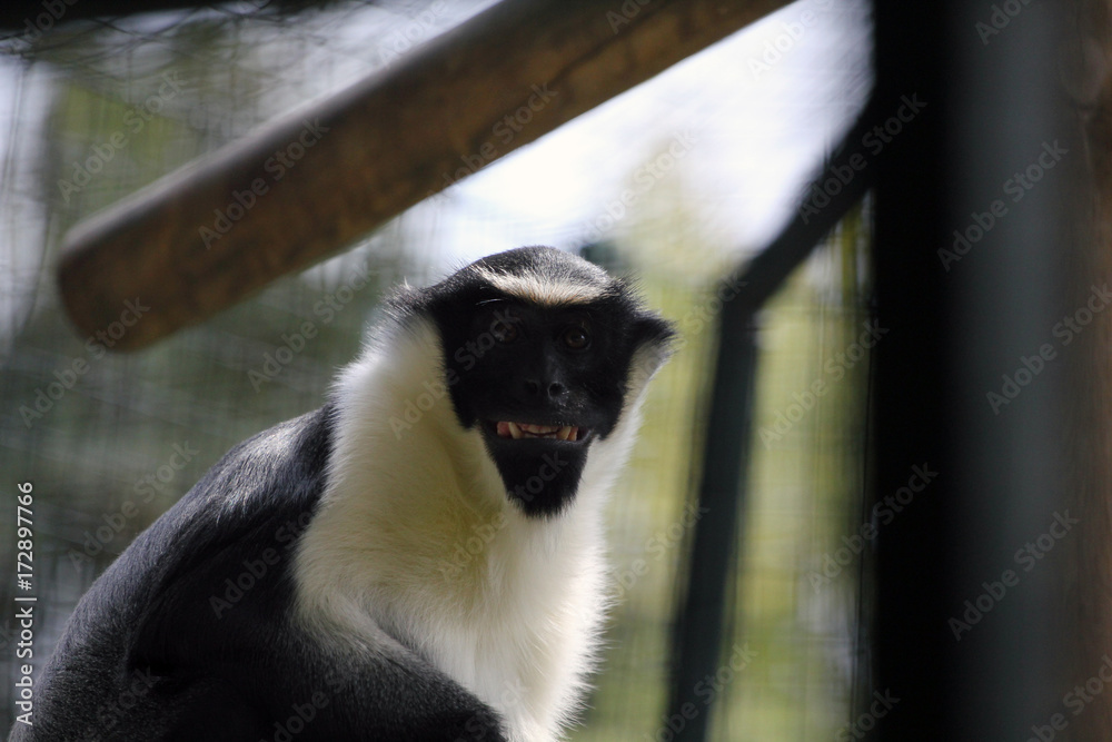 Obraz premium Monkey