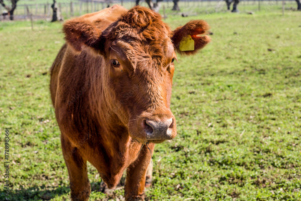 Cow close up on the farm with tags on ears.