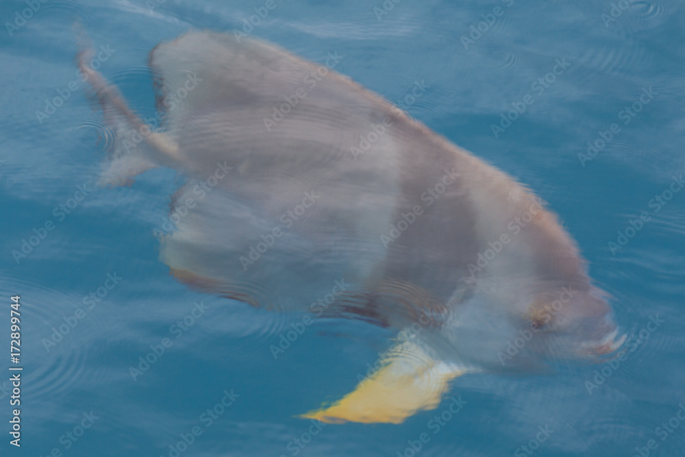 Naklejka premium Fish Looking for Food