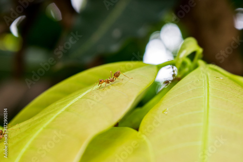 An ant on the leaf