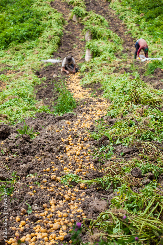 Workers harvesting yellow potato (Solanum phureja) Workers harvesting yellow potato (Solanum phureja)