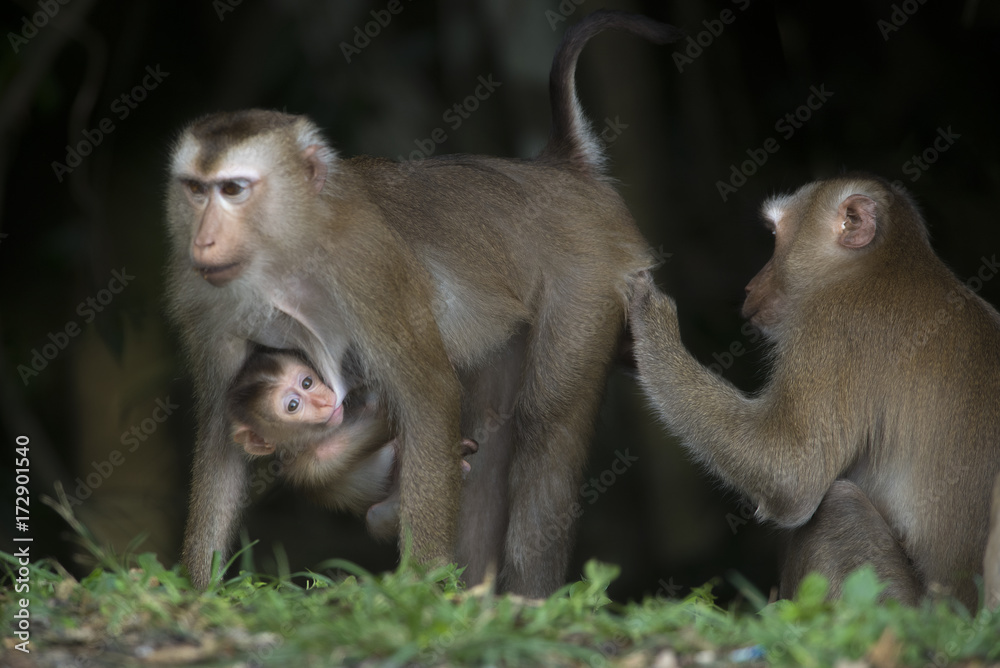 Jungle Monkey Family