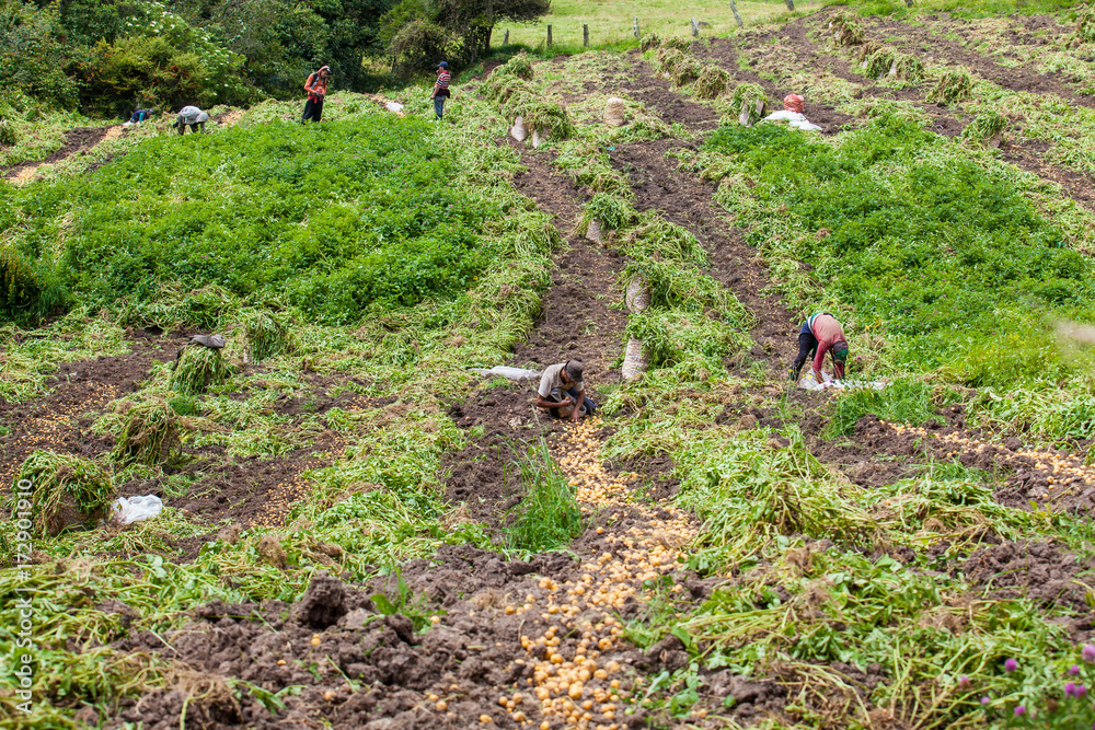 Workers harvesting yellow potato (Solanum phureja) Workers harvesting yellow potato (Solanum phureja)