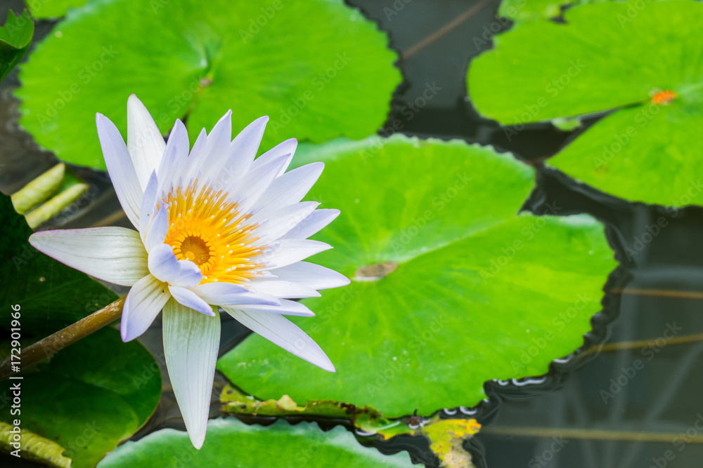 White water lilly in the pond White water lilly in the pond