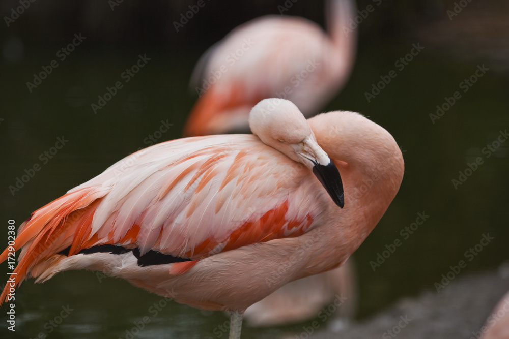 Fototapeta premium Pink Flamingoes