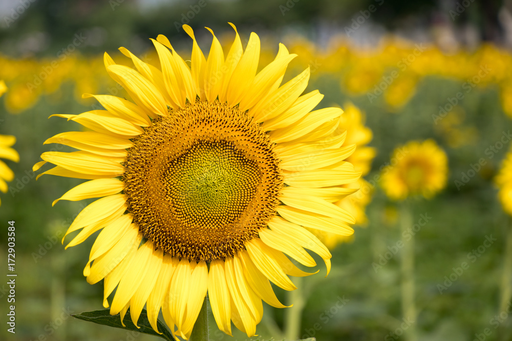 Beautiful yellow sunflower in the farm background Beautiful yellow sunflower in the farm background