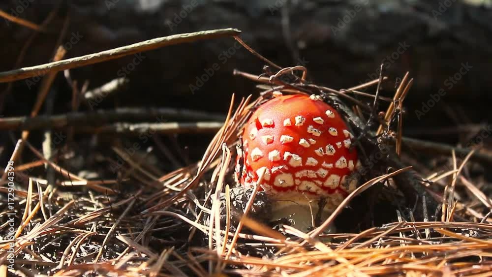 Close-up picture of a Amanita poisonous mushroom in nature. Toadstool, close up of a poisonous mushroom in the forest with copy space. Close-up picture of a Amanita poisonous mushroom in nature. Toadstool, close up of a poisonous mushroom in the forest with copy space.