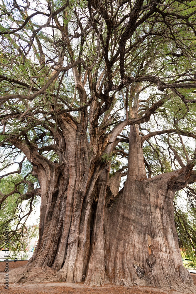 Obraz premium Tree of Tule Vertical View