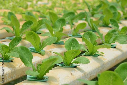 hydroponic plants in vegetable garden farm, greenhouse of hydroponic, plants growing in the water without soil. photo