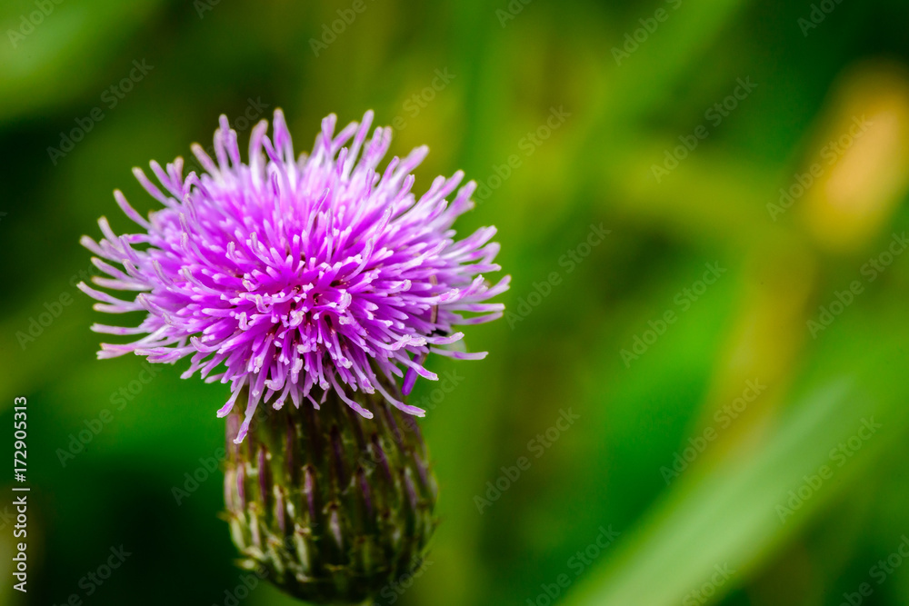 Purple wildflower in a meadow Purple wildflower in a meadow