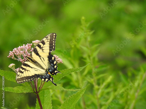 swallowtail butterfly