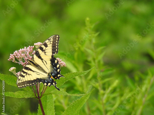 swallowtail butterfly © Sandra