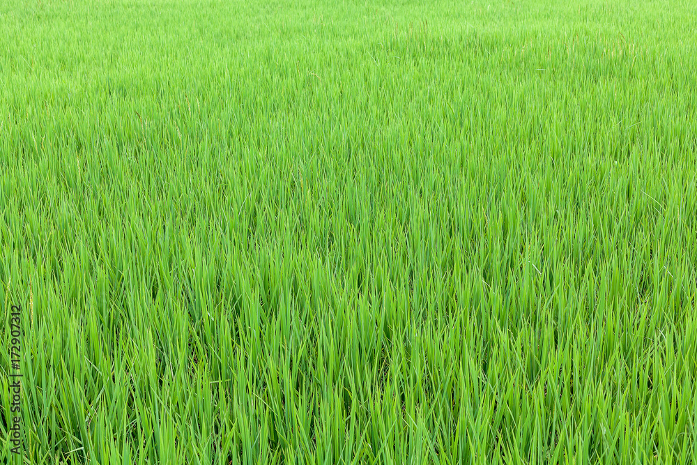 Green rice field 