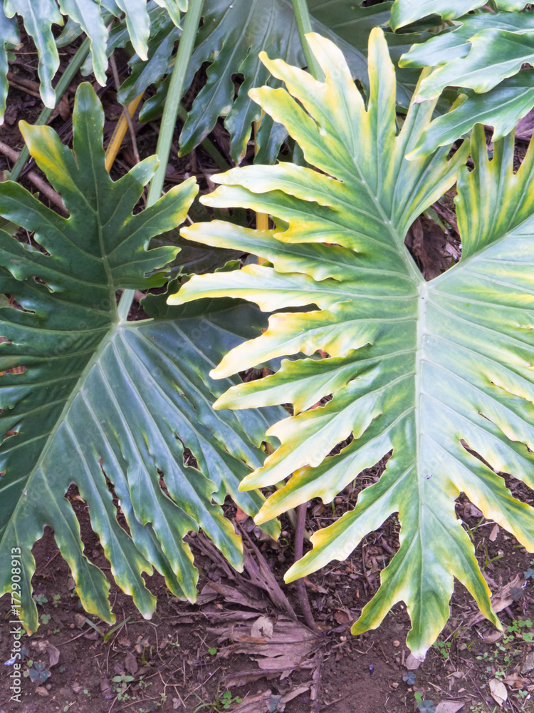 Obraz premium Philodendron selloum, Philodendron bipinnatifidum in tropical garden shaded with its lush green leaves