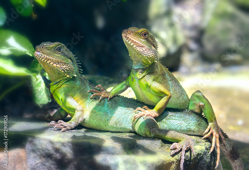 Lizard families together with the couple in the tree is looking to the future so cute when watching them in zoo