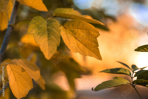 Autumn yellow leaves sunlight