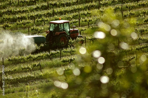 Winery vineyard spraying featuring rows of contoured vines and grapes with Tractor