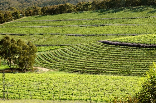 Winery vineyards featuring rows of contoured vines and grapes. Filmed Clare Valley, Australia photo