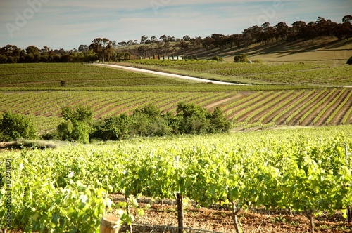 Winery vineyards featuring rows of contoured vines and grapes. Filmed Clare Valley, Australia