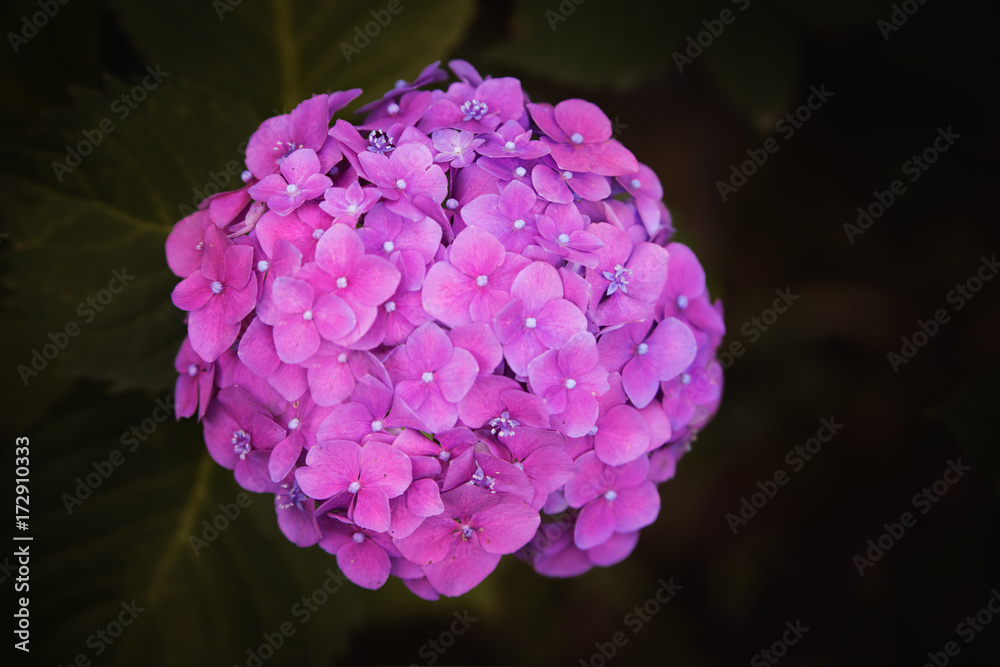 Obraz premium Pink Purple Hydragea