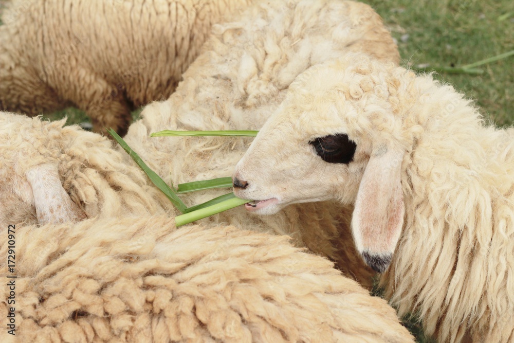 Naklejka premium Sheep in the farm