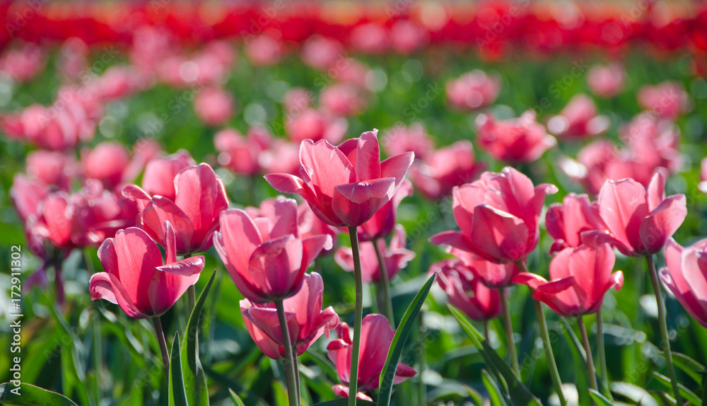 Pink tulips, Mossyrock WA Pink tulips, Mossyrock WA