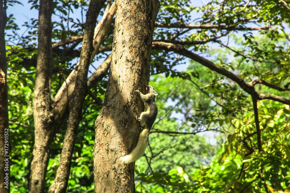 Squirrel hanging on a tree