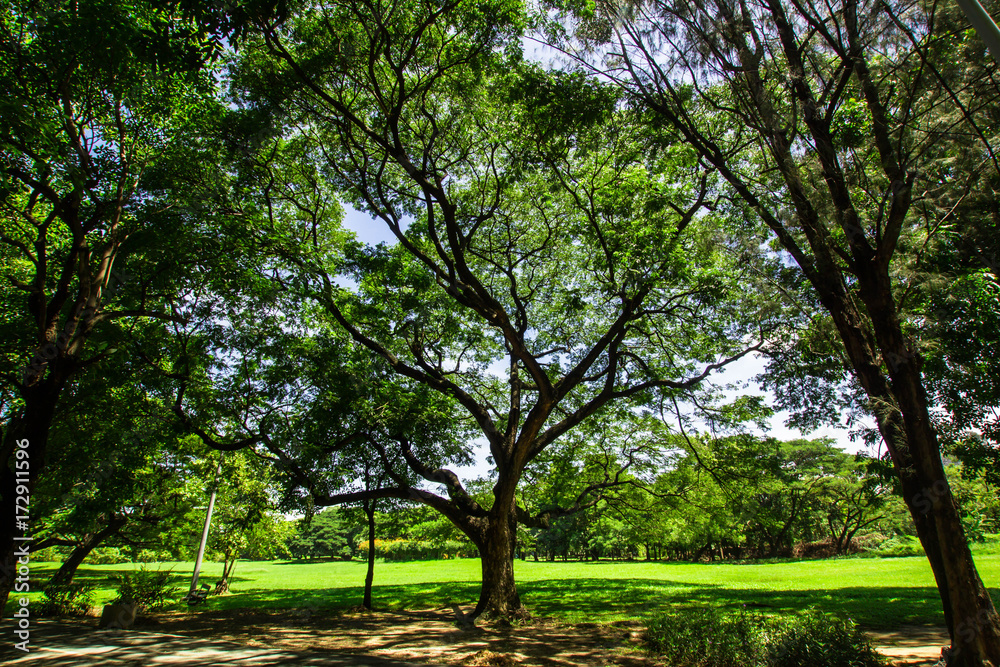 Obraz premium big tree in garden