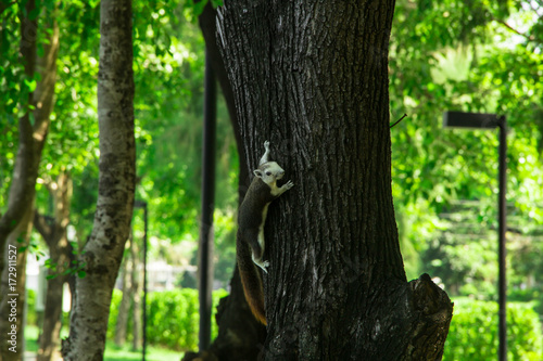Squirrel hanging on a tree
