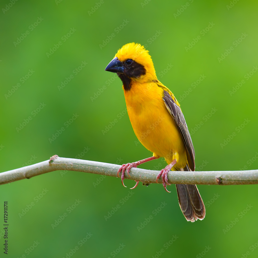 Fototapeta premium Asian Golden Weaver Bird