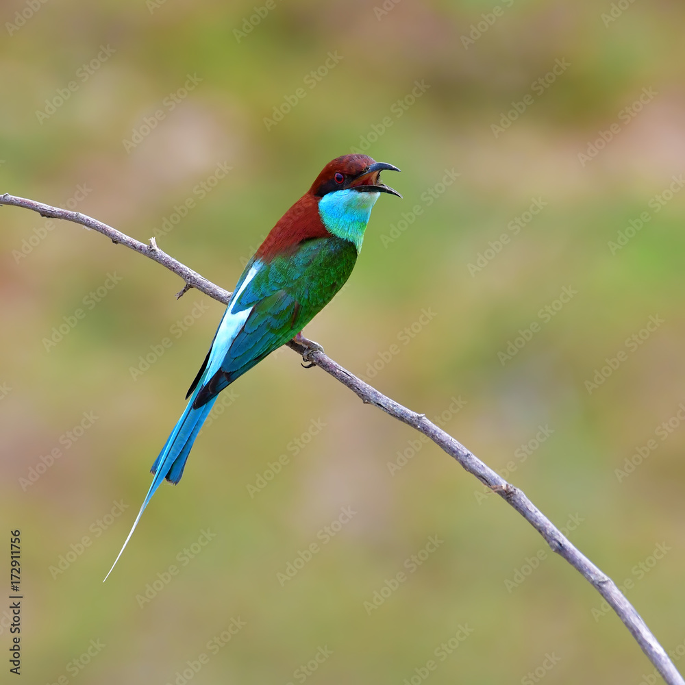 Blue-throated Bee-eater bird Blue-throated Bee-eater bird
