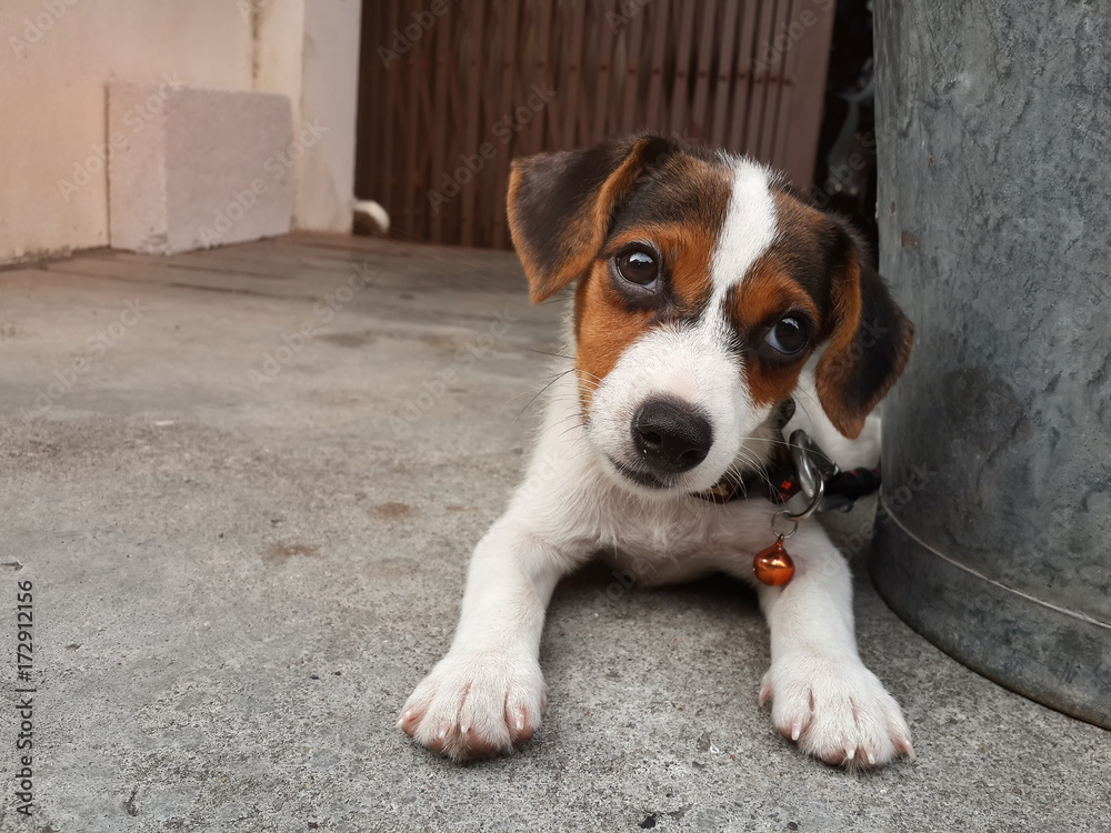 Jack Russell Terrier puppy lying on the floor, selective focus. Jack Russell Terrier puppy lying on the floor, selective focus.