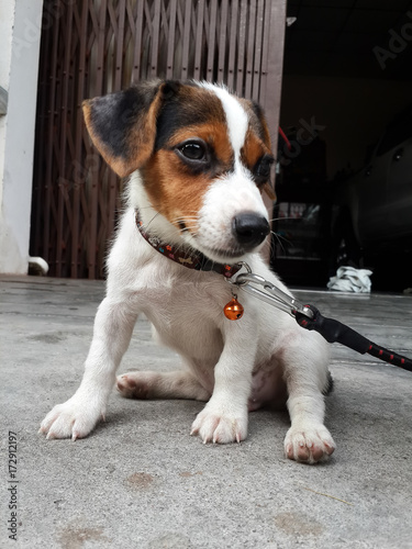 Jack Russell Terrier puppy sitting on the floor, selective focus. 