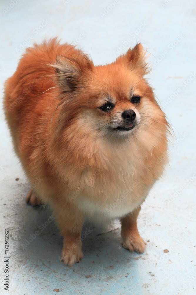 beautiful brown pomeranian