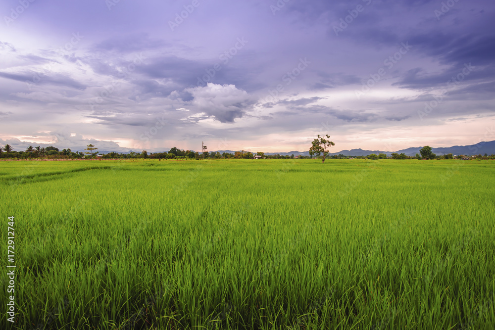 Fototapeta premium landscape of rice fields with sunset sky in Thailand