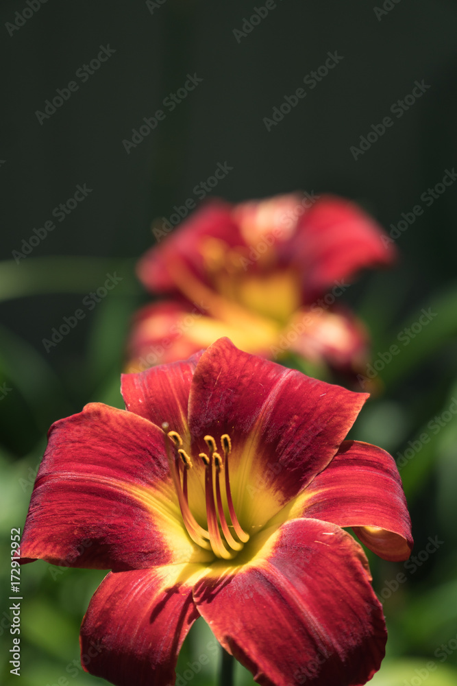 Fire Red Lilly