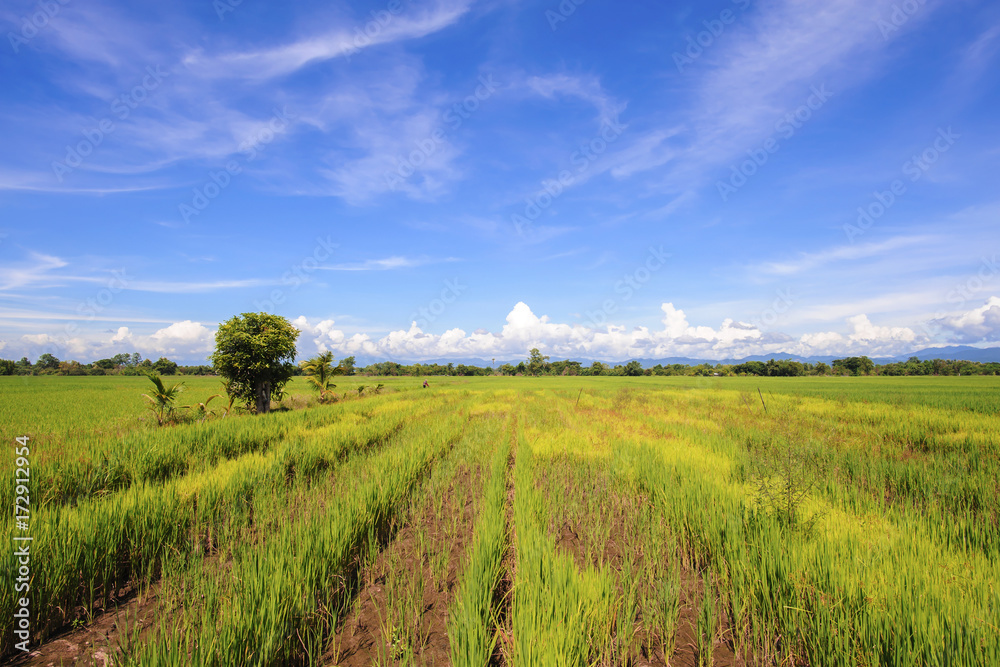 landscape of rice field sky blue background in summer
