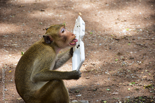 monkey are licking food from foam box, starving and hungry