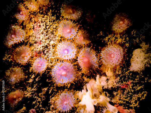 Jewel anemone, Corynactis australis photo